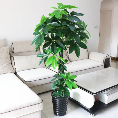 九里香盆栽驱蚊盆景老桩浓香四季植物七里香树苗大苗室内花卉植物发财